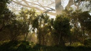 Calming Forest Cover