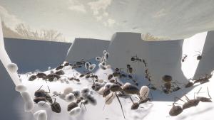 Ant Keeping Simulator - Species Pack 1 Cover